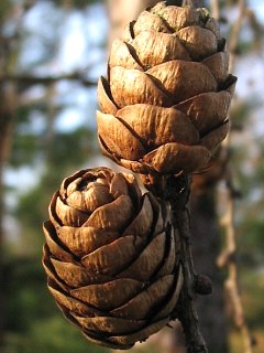 Szyszki modrzewia europejskiego